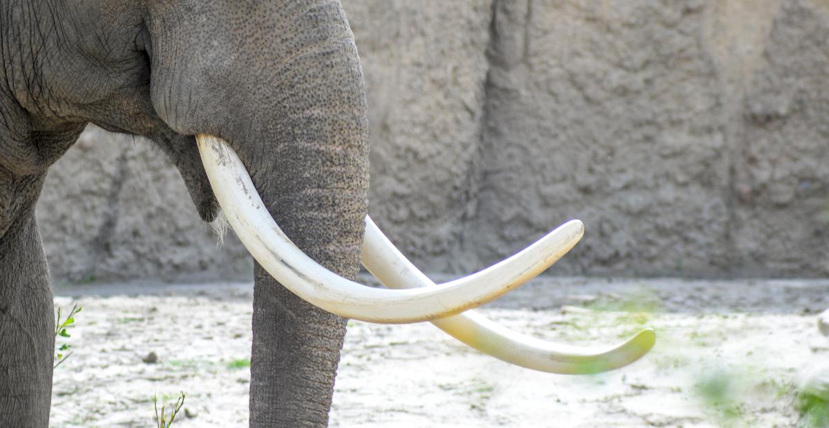 Défenses d'un éléphant d'Asie (ivoire)