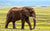 Un éléphant africain de la savane