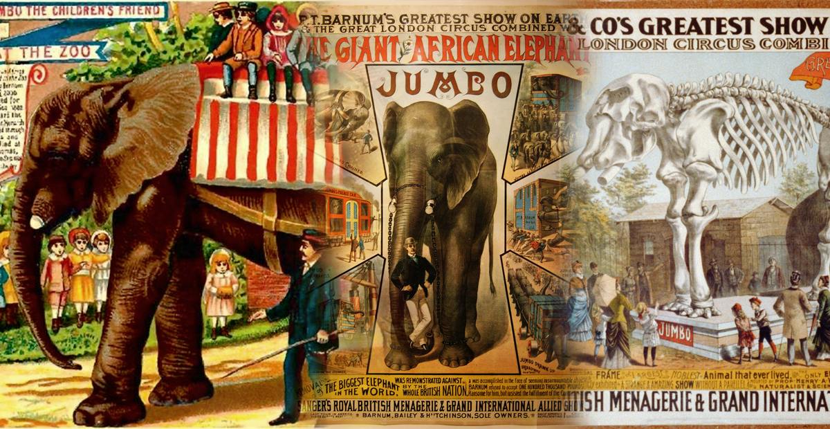 La vie de Jumbo l'éléphant, de l'Afrique au musée en passant par le zoo et le cirque