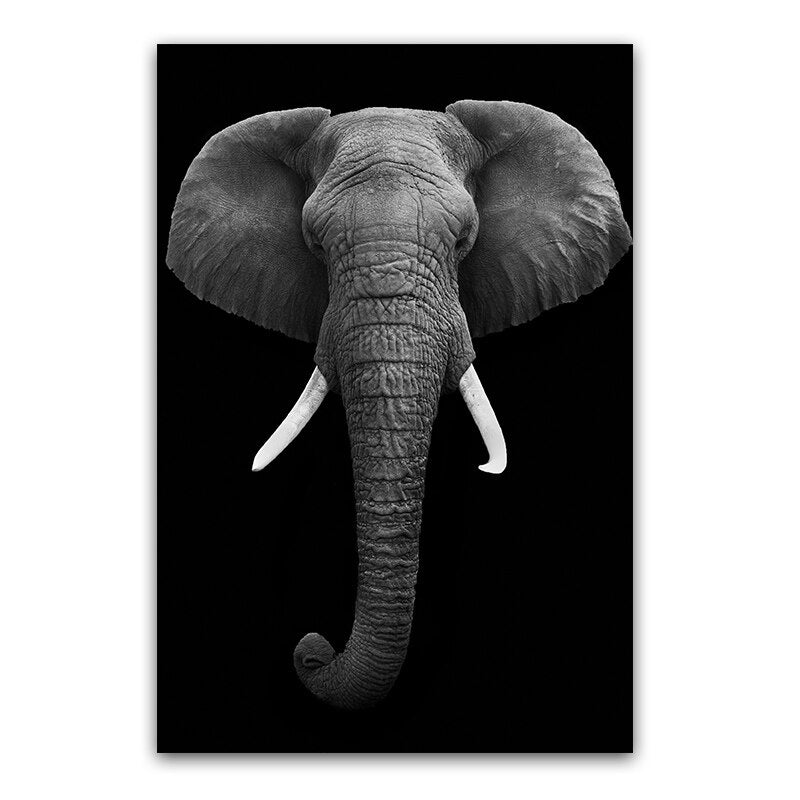 Tableau elephant noir & blanc, visage d'elephant aux defenses courtes