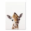Affiche jeune girafe