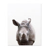 Affiche jeune rhinoceros