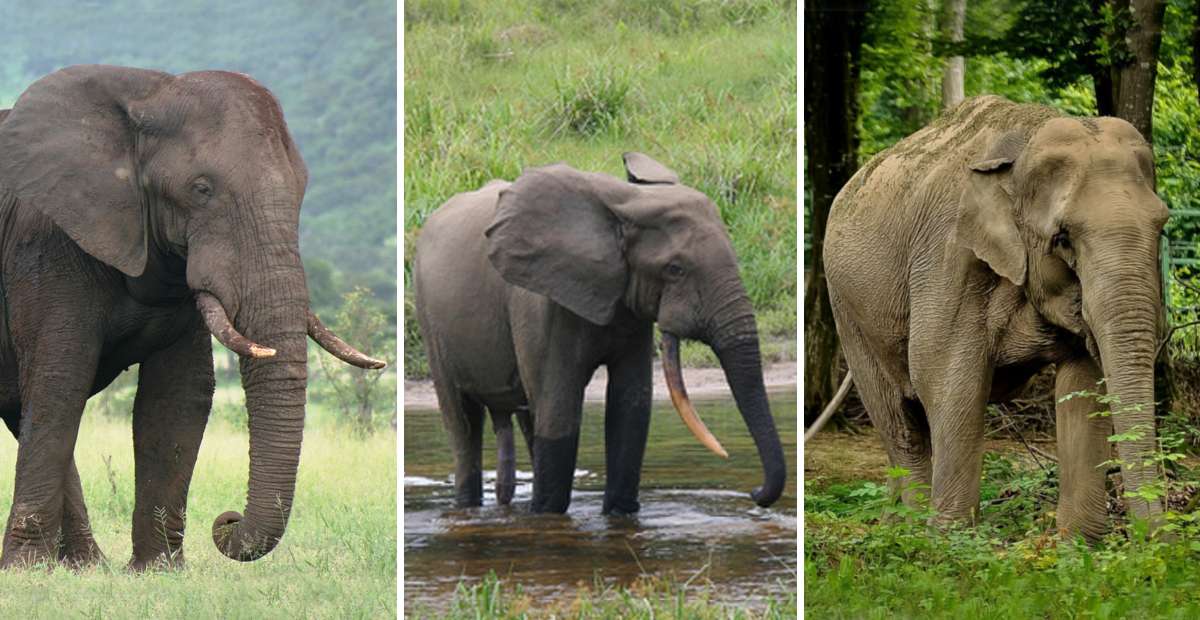 Elephants d'Afrique, de forêt africaine et d'Asie : quelles sont leurs différences ?