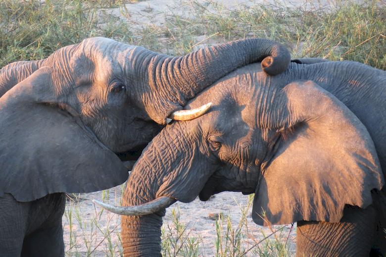 2 éléphants d'Afrique s'enlacent tendrement