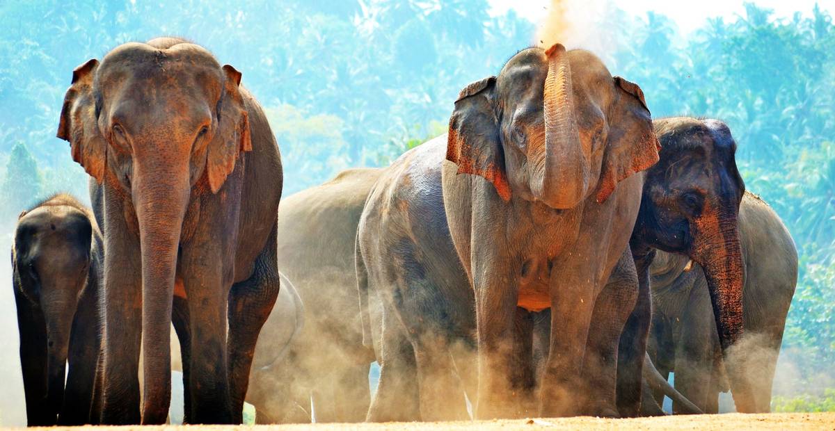 Découvrez l'article le plus détaillé sur les éléphants d'Asie