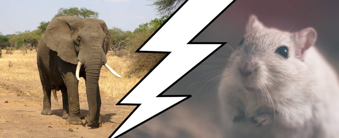 Un pachyderme a-t-il vraiment peur d'une souris ? La réponse !