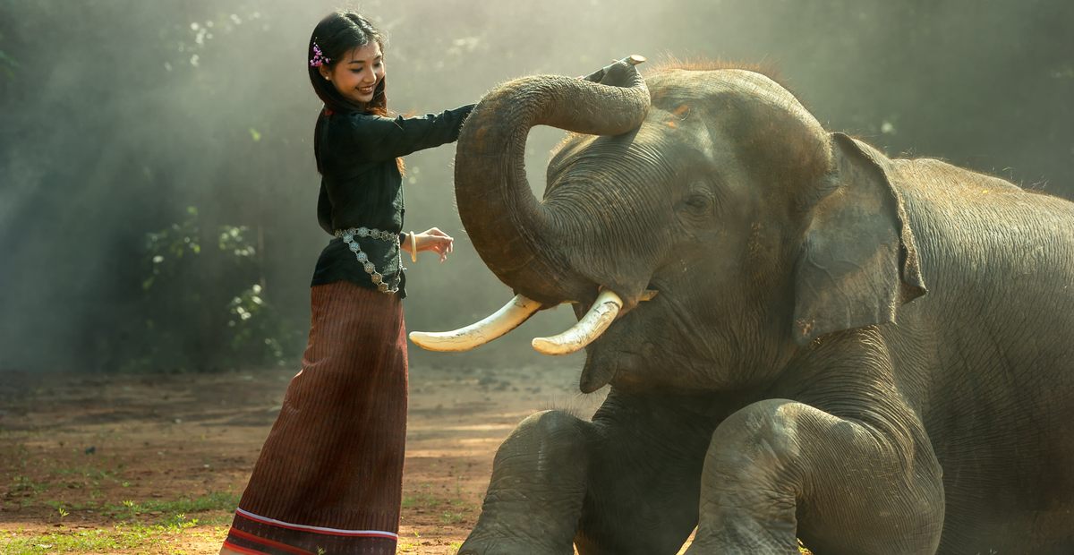Les thaïlandais apprécient énormément les éléphant d'Asie