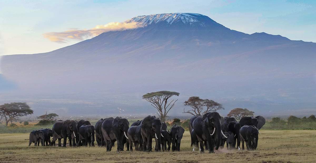Des éléphants gravissent-ils vraiment la plus haute montagne d'Afrique pour y mourir ?