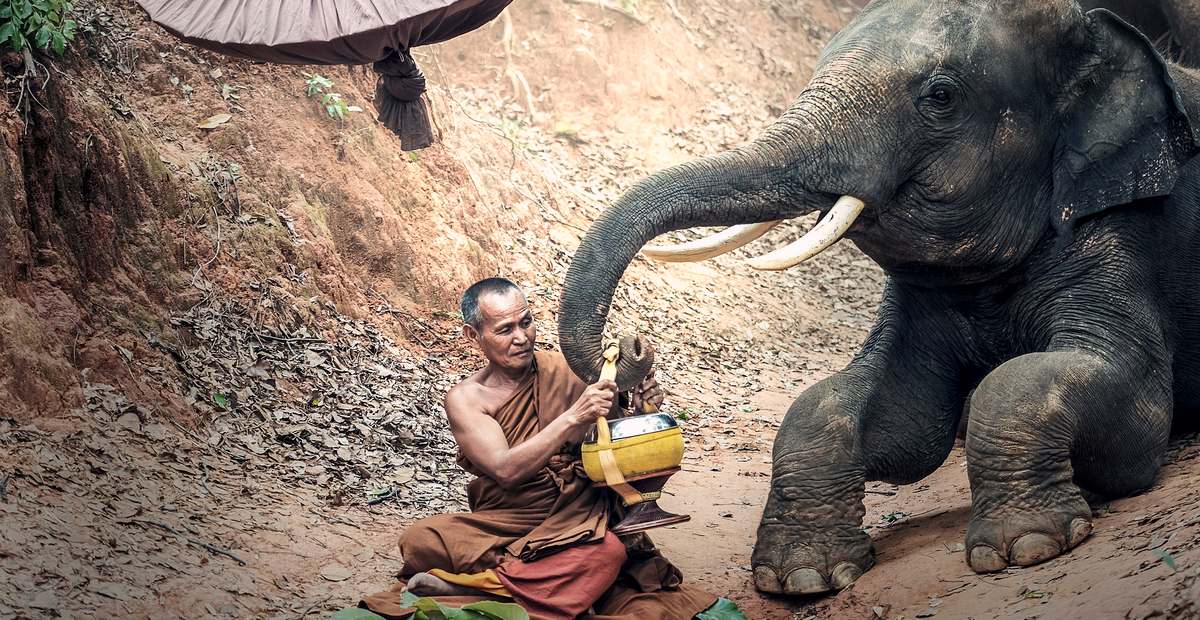 La journee nationale des elephants, en 2021, au nord de Bangkok, en Thailande