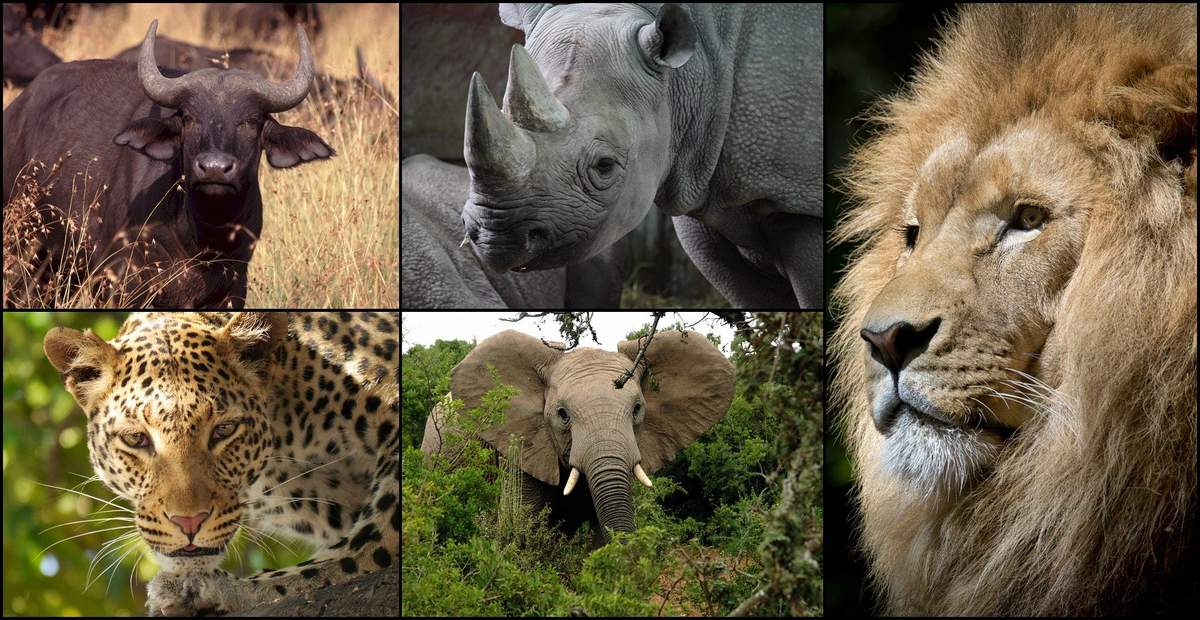 Quels sont les animaux qui constituent le groupe des big five d'Afrique ?