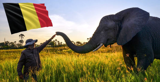 Venez rencontrer des pachydermes en Belgique !