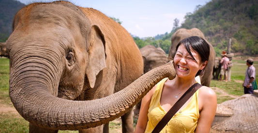 Rencontrer des éléphants en France