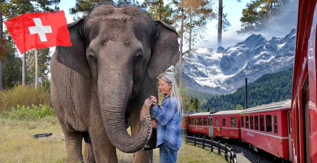 Retrouvez votre animal préféré au pays des montres !