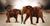 Les diverses significations et symboliques de l'éléphant