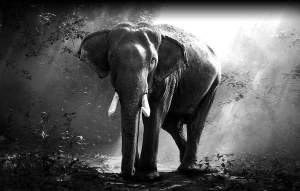 Toile murale Indienne Éléphant - 7 modèles disponibles – Allure Zen