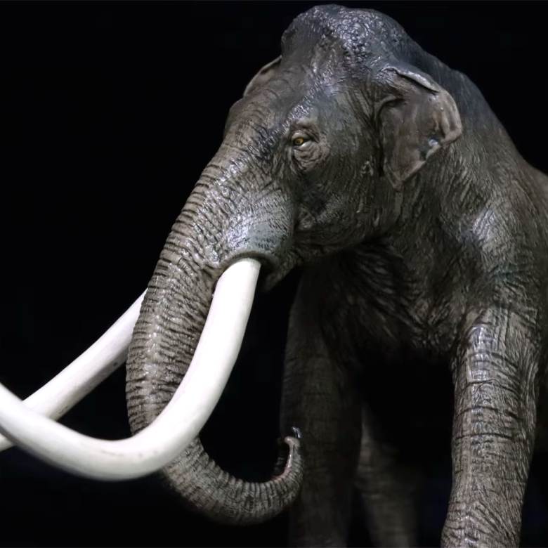 Gros plan sur l'objet décoratif rappelant la faune d’Amérique du Nord à l’époque glaciaire