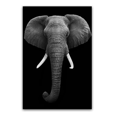 Tableau elephant noir & blanc, visage d'elephant aux defenses courtes