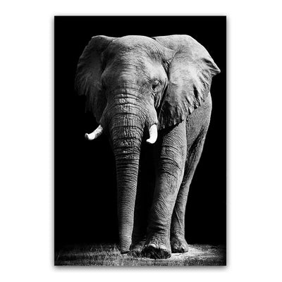 Tableau elephant noir & blanc, jeune pachyderme aux defenses courtes