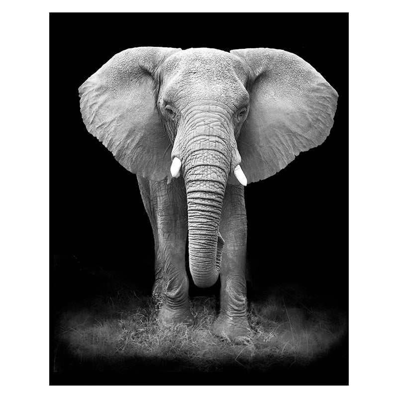 Photographie en noir et blanc d'un elephant debout. Admirez longuement tous ses détails : trompe, défenses naissantes, oreilles, plis de la peau etc...