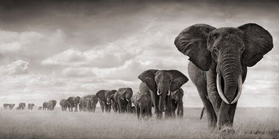 Elephants d'Afrique qui marchent. Impression sur canvas.