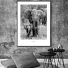 Photo elephant maman et son bebe, en noir et blanc