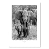 Photo elephant maman et son enfant, en noir & blanc