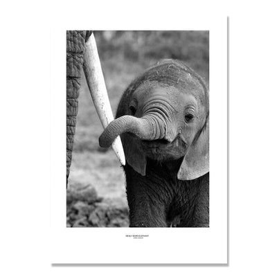 Photo elephanteau seul, en noir et blanc