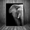 Image éléphant de la savane d'Afrique monochromatique