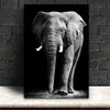 Tableau elephant noir & blanc, pachyderme qui marche dans l'herbe, la trompe pendante