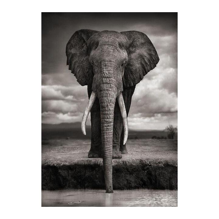 Poster pachyderme & monochromatique