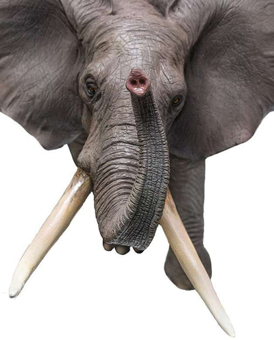 Vue du dessus de la figurine éléphant africain