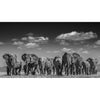 Detail du tableau elephant afrique