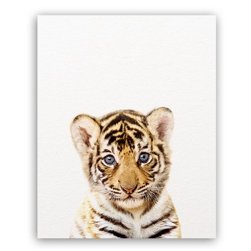 Affiche jeune tigre