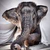 Toile photographique couleur elephant asiatique